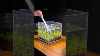 Nano cube aquarium water change