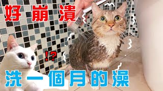 【豆漿&俊榮】 洗貓真的好煩阿阿阿阿