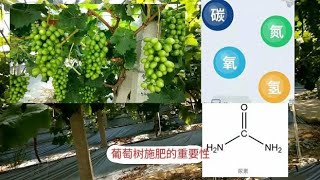 葡萄树用什么肥料最好，施肥时间也很重要