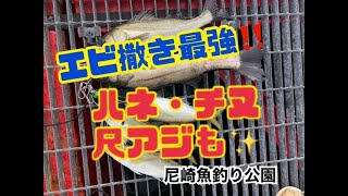 エビ撒き最強！ハネ・チヌ・アジ好調です♪尼崎魚釣り公園　fishingmax武庫川店