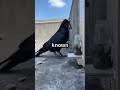 watch this crow solve a water level puzzle smartest bird ever