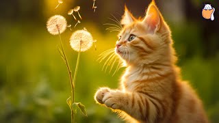 24/7 Healing Cat Music | Relaxing Piano Music for Cats with purring sounds | Sleepy Cat