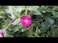 aptenia cordifolia grow u0026 care