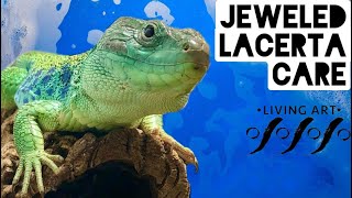 Jeweled Lacerta Care