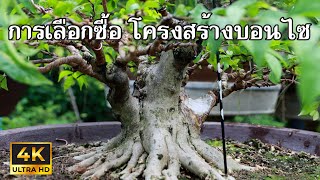 ให้ข้อคิดการเลือกซื้อ บอนไซไม้จบ สำหรับมือใหม่ [บอนไซมือใหม่ป้ายแดง EP.69]