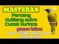 masteran kutilang sutra cucak kurinca gacor isian kenari cililin greja cigun kapas tembak