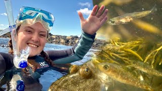 SNORKEL IN ROCKPOOLS - Amazing Fish Video footage! (Marine Biologist Vlog)