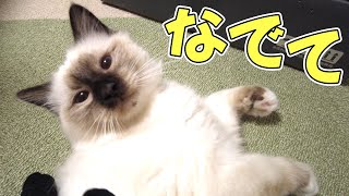 寝起きの「なででアピール」がすごい子猫がかわいい【バーマン】