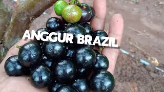 ANGGUR POHON | JABOTICABA | ANGGUR BRAZIL