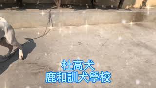 杜高犬訓練基礎教育課程