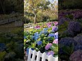 大安森林公園繡球花💐