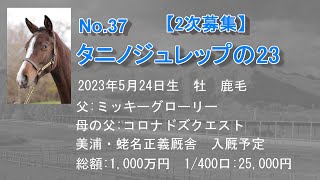 募集No.37タニノジュレップの23（父：ミッキーグローリー）