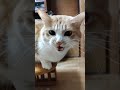 『かっち～いる？』鰹節のこと cat 茶白猫 茶とら猫 ねこ ネコ 猫 猫のいる暮らし 保護猫 愛猫