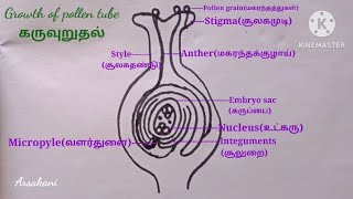 L.S of pistil showing path of pollen tube growth|தாவரங்களில் கருவுறுதல் @ArsaKani