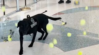 WATCH: Explosive Detection K9 Spike gets tennis-ball retirement sendoff at OKC airport