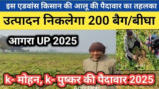 इस किसान का आलू निकलेगा 200बैग/बीघा | potato ground report Agra | #potatofarming