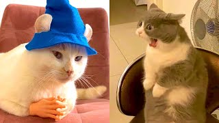 BEST DANK CAT MEMES COMPILATION OF 2021 PART 44 (Funny Cats)