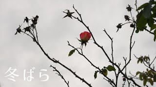 original song「冬ばら」 - a rose in winter -