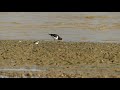 oystercatcher feeding at shellness beach haematopus ostralegus