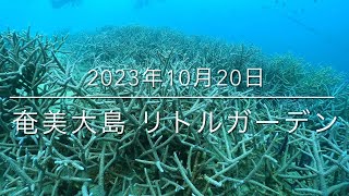 【珠や潜水】奄美大島 リトルガーデン 2023年10月20日