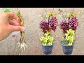 Propagate grapes tree get more fruit than expected | Growing grapes at home