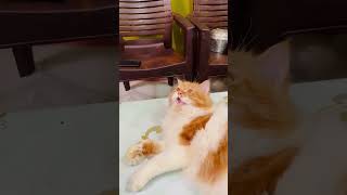 genius billu 🤣#comedy #funny #ytshots #shorts #viral #viralvideo #short #love #youtubeshorts #song