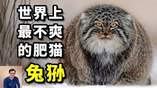 因气质超凡而爆红，捕猎技巧出神入化！世界上最不爽的猫——兔狲