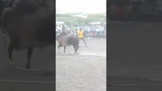 G.R கார்த்திக் தமிழ்நாடு ஜல்லிக்கட்டு பேரவை தலைவர்#shortvideo #jallikattu #vadivasal #reels #subscri