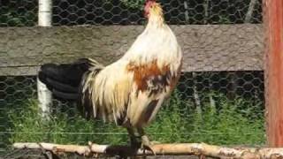 Rooster crowing / Kukko kiekuu