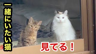 いつも主と犬と一緒にいたい猫が見てるんです