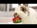 What happens when you give fresh fruits to a rabbit?