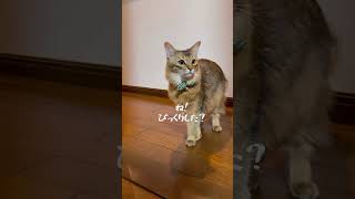 急に出てくる猫が可愛すぎた#猫のいる暮らし #猫動画かわいい #ねこのいる生活