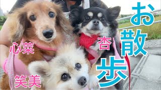 大場久美子【お散歩】旅立った長男わん太の思い出コースに行ってみたワン🐶🐶🐶