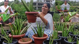 കറ്റാർവഴ തഴച്ചു വളരാൻ..🔥|| ALOE VERA PLANT CARE || ALOE VERA PLANT SECRETS, CARE TIPS, PROPAGATION