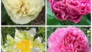 Пионы от Светланы Донской (sadpalitra.com). Распаковка покупки. Осень 2022 / Peonies from S.Donskaya