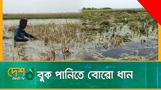 বুক পানিতে বোরো ধান | Paddy | Cyclone Asani | Jessore | Gopalganj | Desh TV News