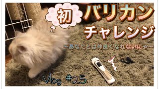 猫【ミヌエット】バリカン　肉球からのはみ毛カット（予定…）