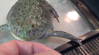 バジェットガエルに噛まれてみよう Eat by a budget frog