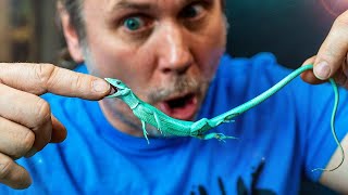 VICIOUS LIZARD ATTACK WHILE UNBOXING!! NOT REALLY VICIOUS BUT CUTE! | BRIAN BARCZYK