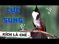 Luyện chào mào hót căng lửa, QUÁ HAY - CHÉ KÍCH BỔI CĂNG ĐÉT, Cách luyện chào mào hót sáng, chao mao