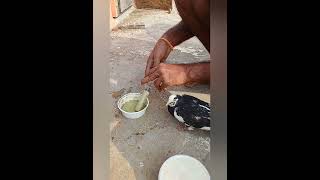 #sukka treatment for pigeon 5day's only recovery  #சுக்கா நோய் குணமடையும் 5நாட்களில்