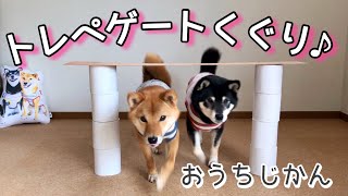 【チャレンジ！】トイレットペーパーゲートくぐりしたら、途中で反乱を起こす柴犬。柴犬姉妹で初めての遊び。おうち時間。