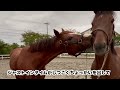 【独特の練習方法？】引退して3ヶ月の元競走馬と馬術大会に出場！