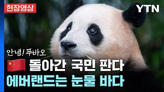 [현장영상] '국민 판다' 푸바오🐼, 중국으로...오늘 에버랜드는 '눈물 바다' / YTN