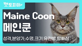 메인쿤 고양이 특징 총정리(성격, 털빠짐, 크기, 분양가, 유전병등)