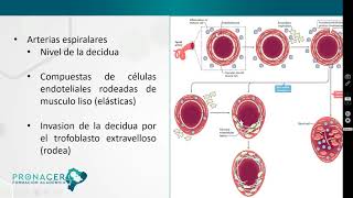 2  Fisiopatología de la Restricción de crecimiento fetal temprana y tardía