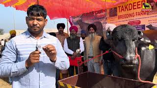 DNA Tested Bull Raka || ऐसा रिकॉर्ड हर बुल का होना चाहिए || Dhanoula Pashu Mela 2024