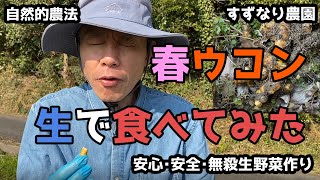 【ウコン】vol.105 自生する春ウコンをすべて収穫しました。どうやって食べたらいいかわからないのでとりあえず生で食べてみました（笑）【自然的農法】