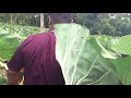 malae gaepu faumuina sia’s plantation in gagaifo lefaga 2018 2019 part 2