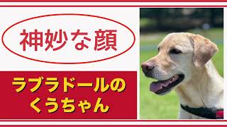 【#ラブラドール  】神妙な顔【#labradorretrievers   】